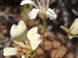 Pelargonium articulatum anthers